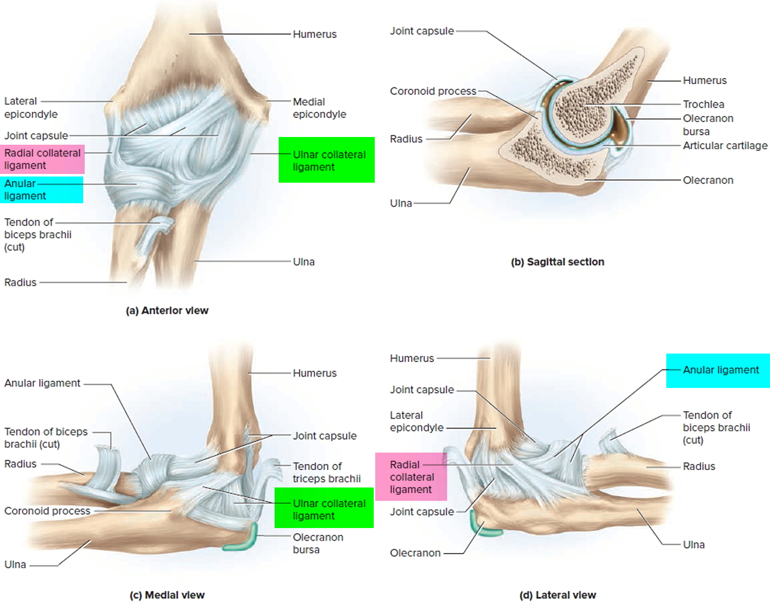 ligaments-thumb-shoulder-elbow-hip-knee-and-ankle-ligaments