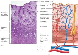 D&C (Dilation and Curettage) - What To Expect, Recovery Time