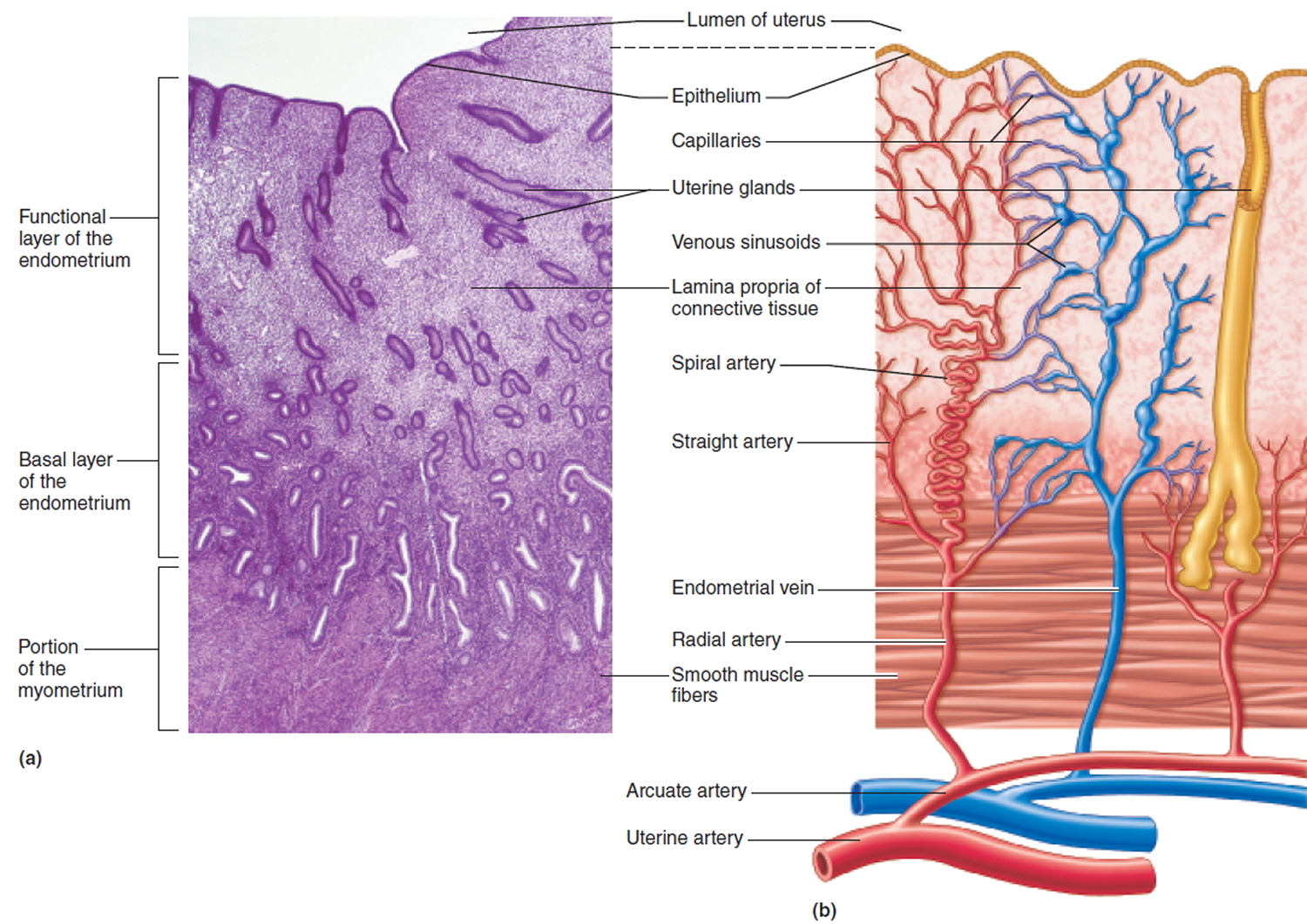 endometrium of the uterus and its blood supply