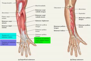 Tendon - Function, Arm, Hand Tendons - Leg And Achilles Tendons