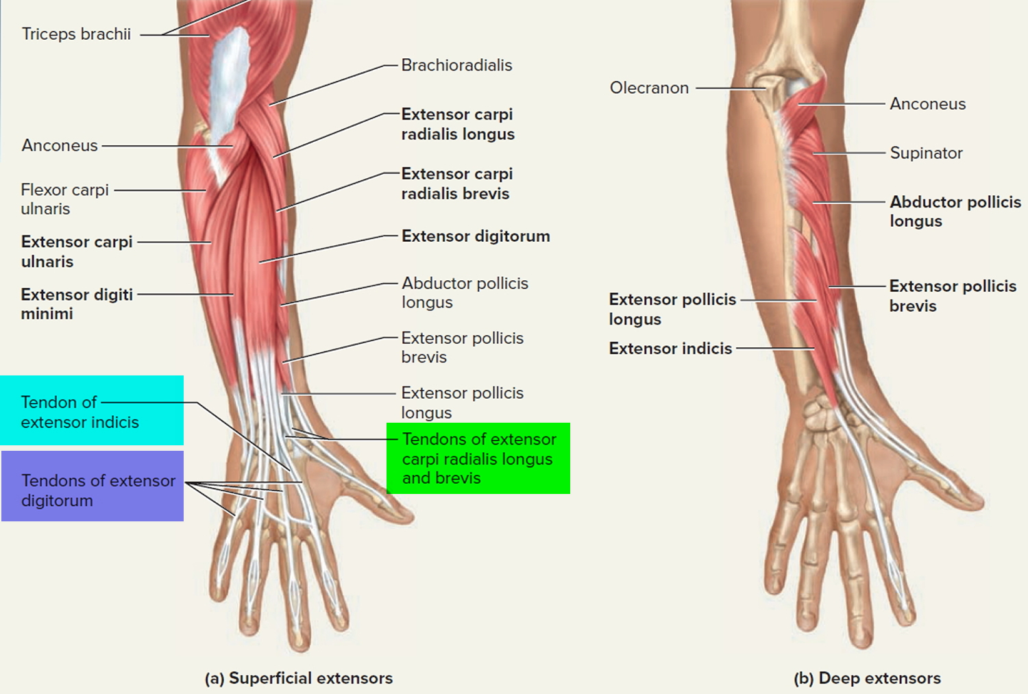 extensor tendons of wrist and hand