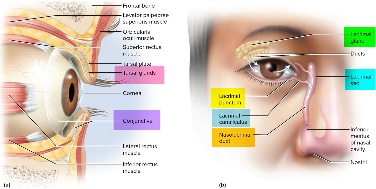 eye tears apparatus