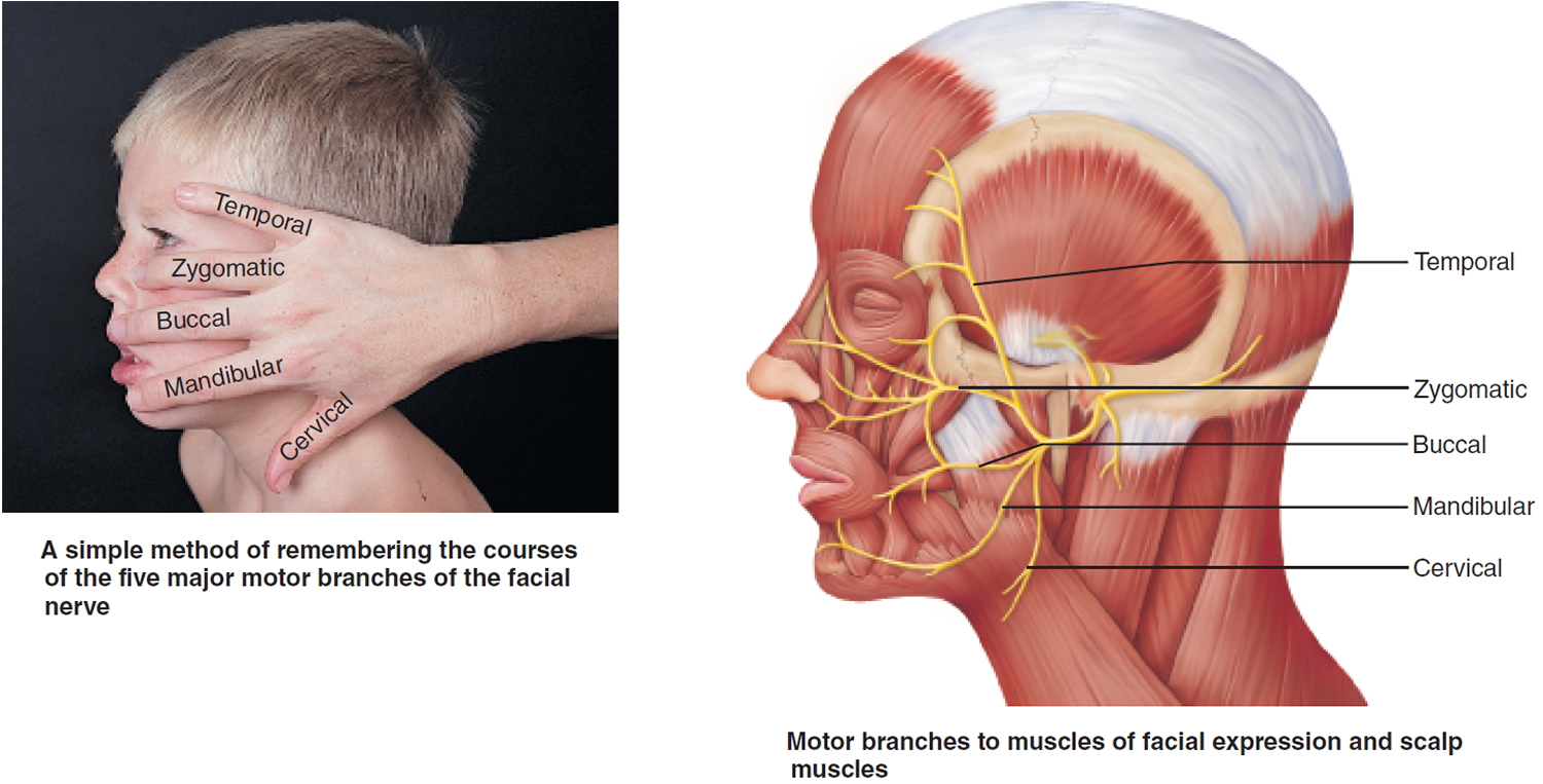 facial nerve - cranial nerve 7 - motor branches