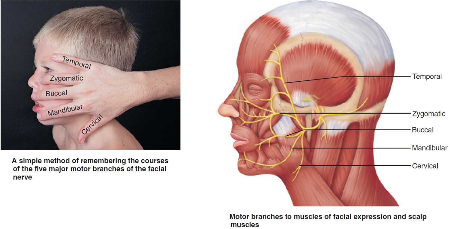 Facial Nerve Cranial Nerve 7 Motor Branches 