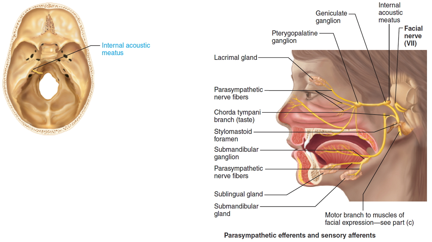 facial nerve - cranial nerve 7