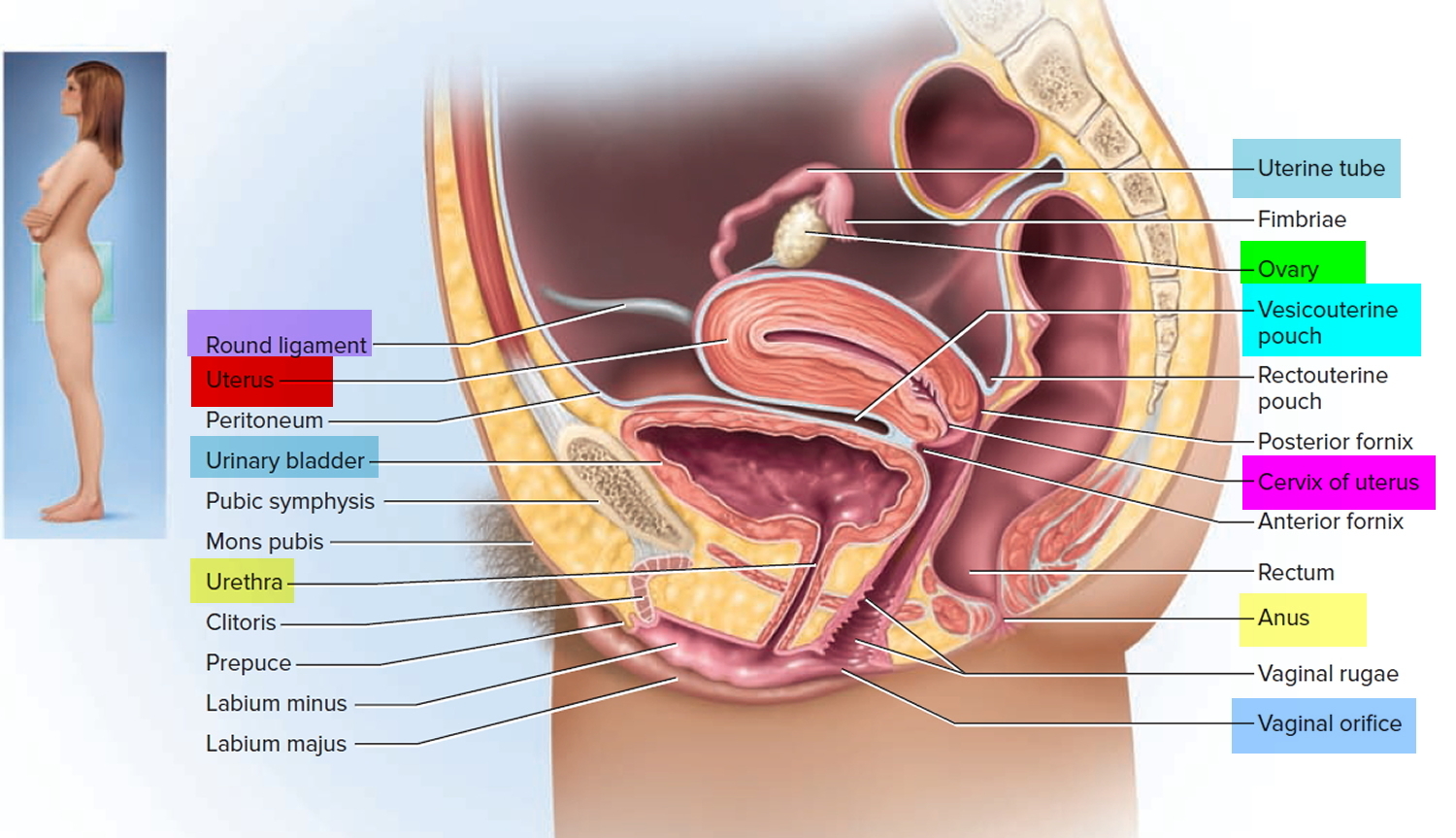 Function Of Fallopian Tube Class 10