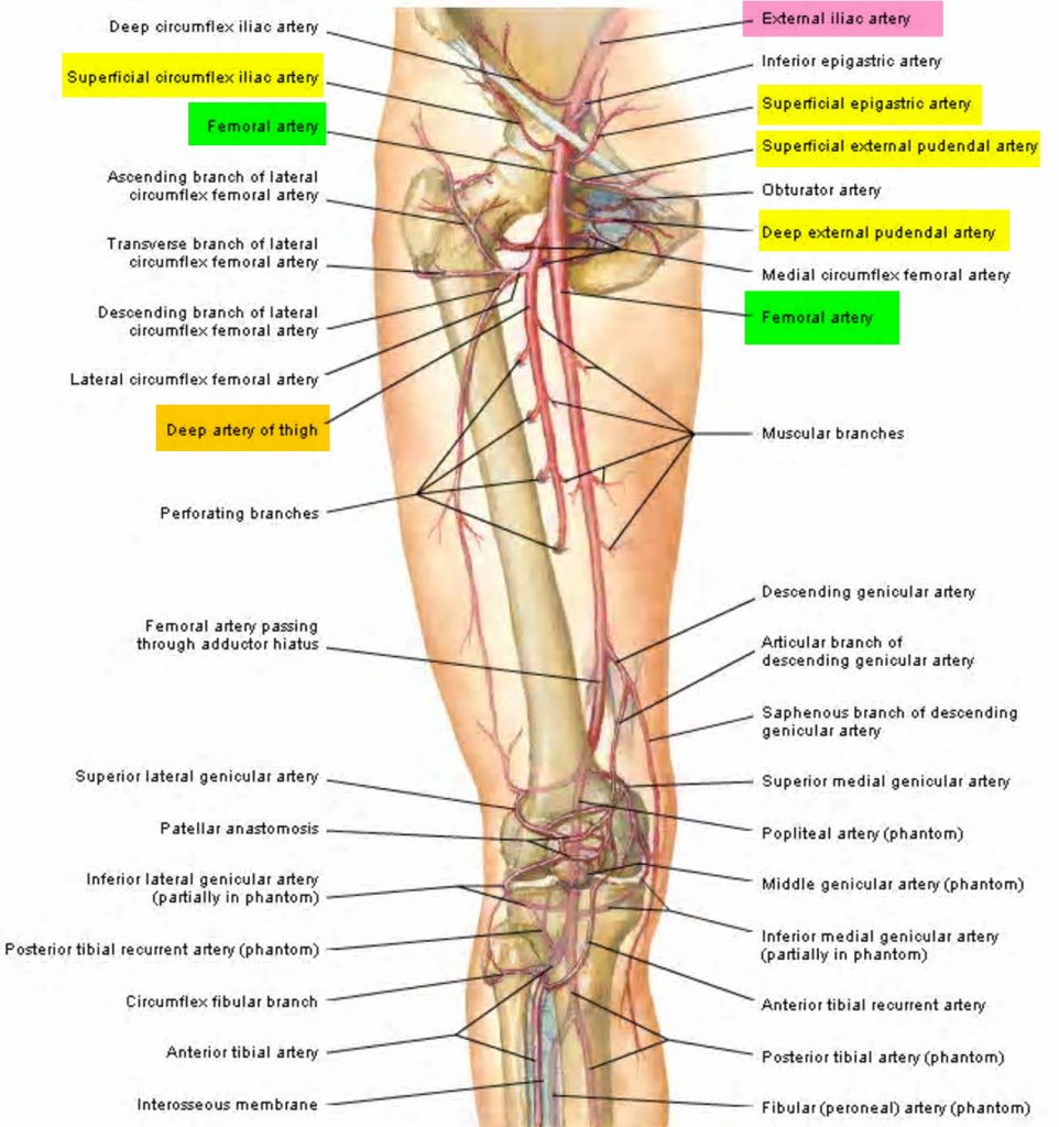 femoral-artery-common-superficial-deep-location-function