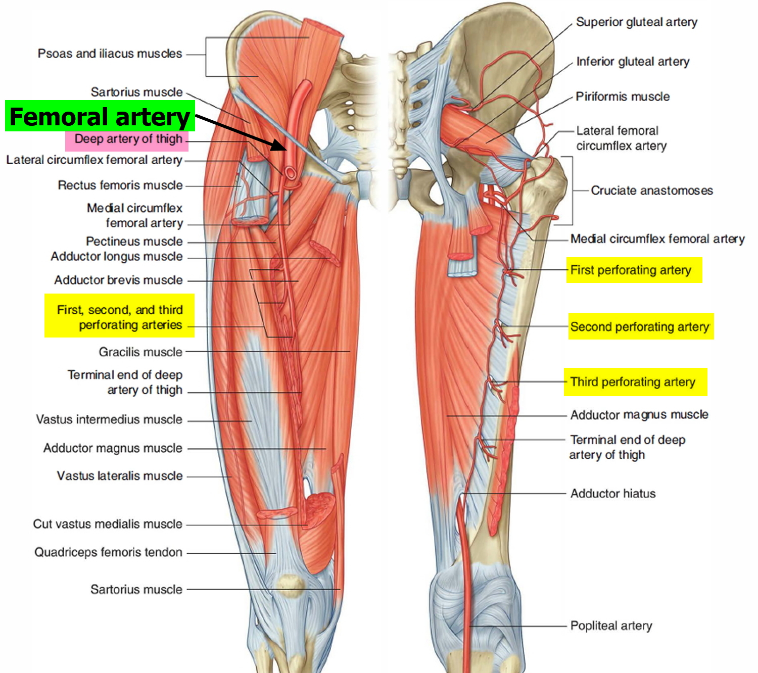 Femoral Artery Common Superficial Deep Location And Function 