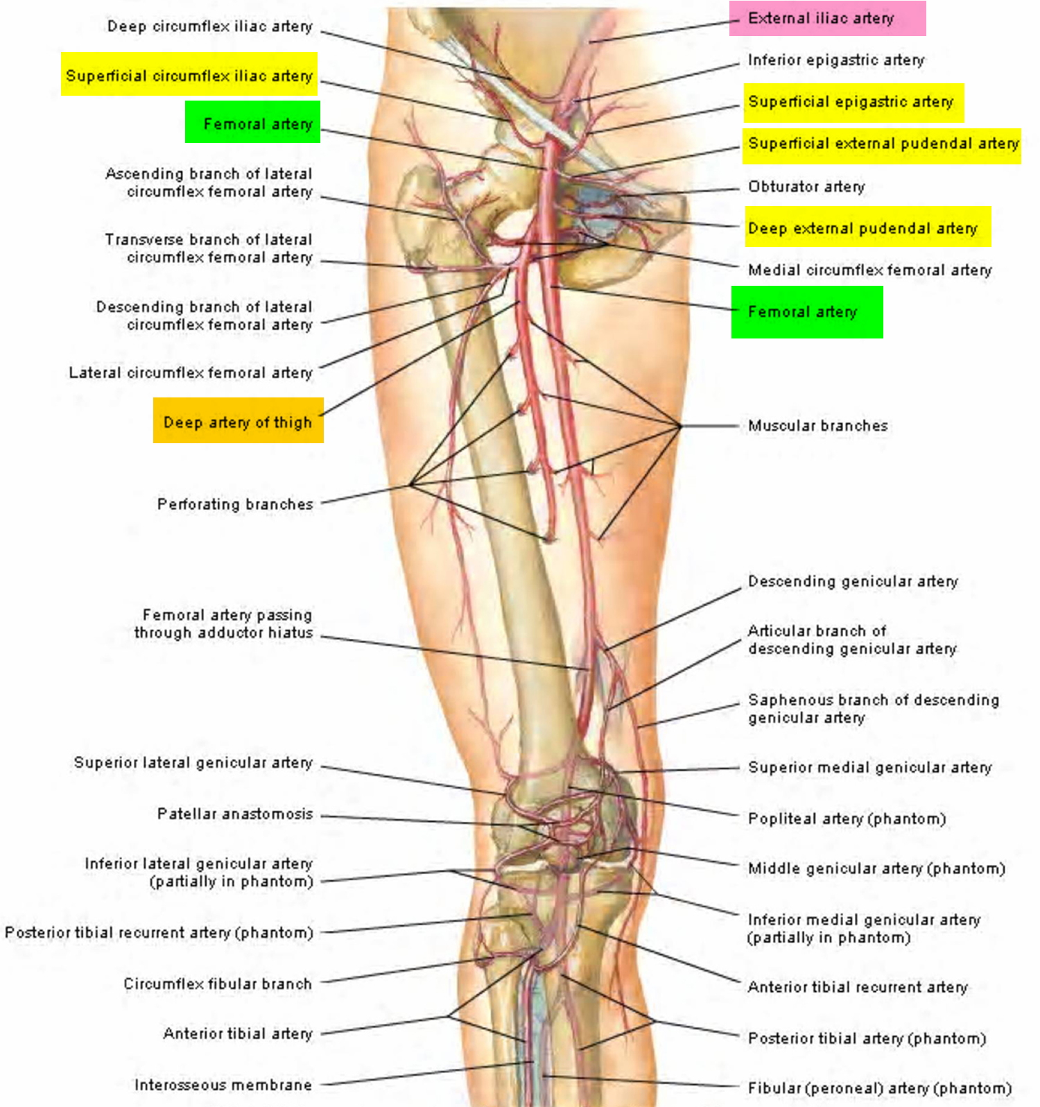 Medial Circumflex Femoral Artery Branches 3165