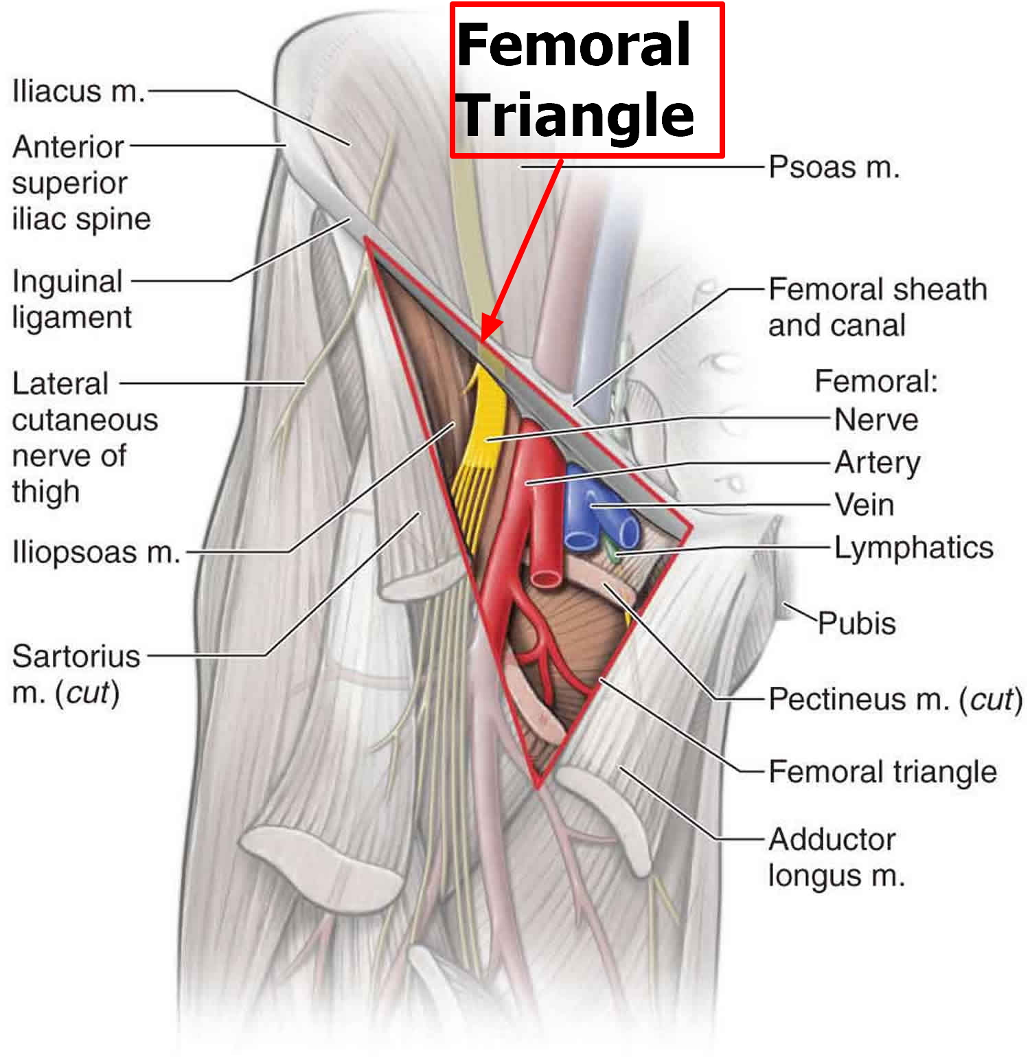 Femoral Artery - Common, Superficial, Deep - Location & Function