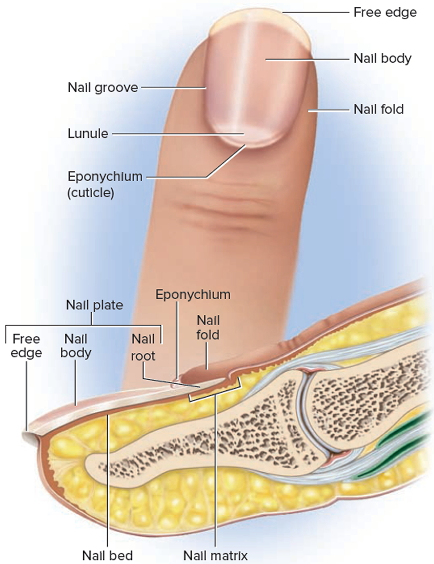 Корни ногтей находятся. Строение ногтя. Строение ногтя на ноге. Анатомия ногтя. Строение ногтя на ноге большого пальца.