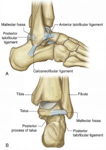 Pronation and Supination of the Forearm. Pronation and Supination of Foot