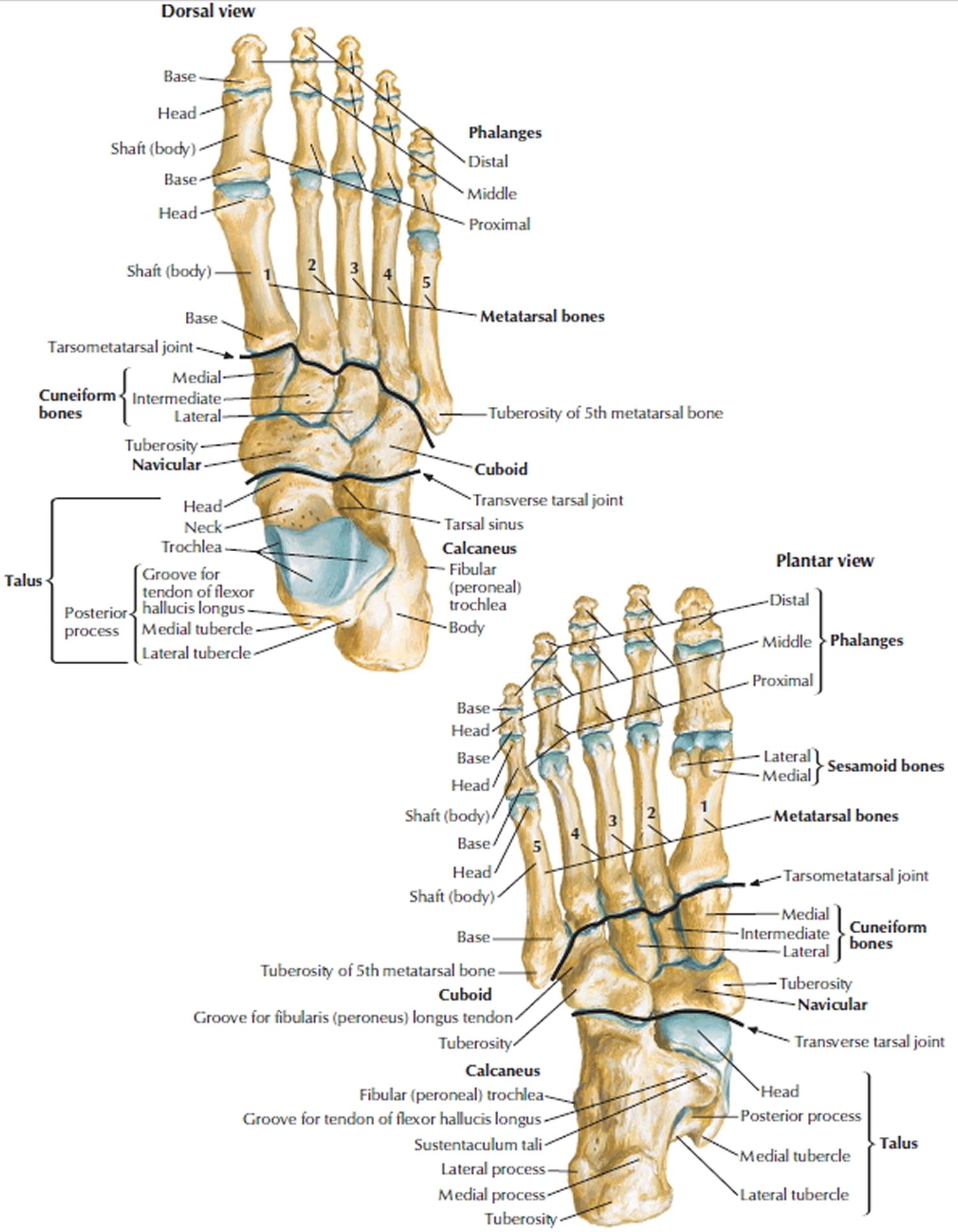 Human Skeleton - Skeletal System Function, Human Bones