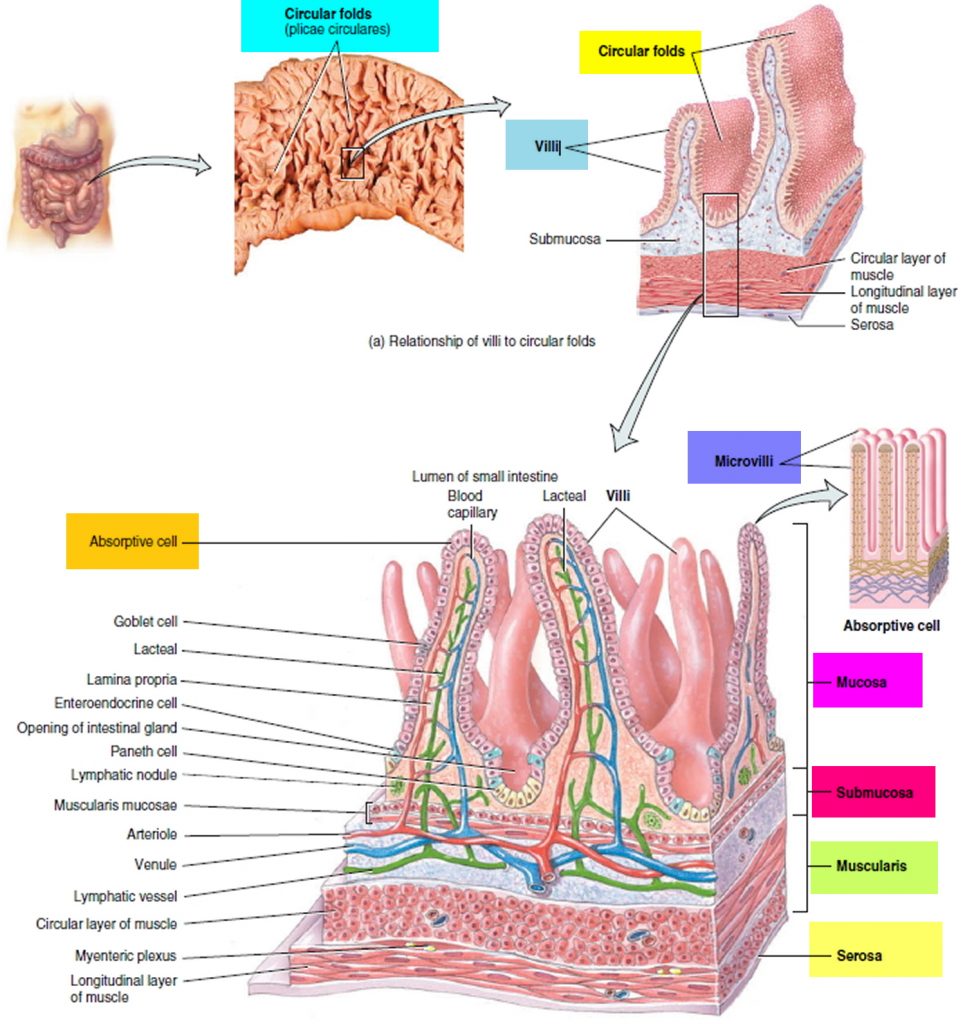 Small Intestine In A Sentence Example