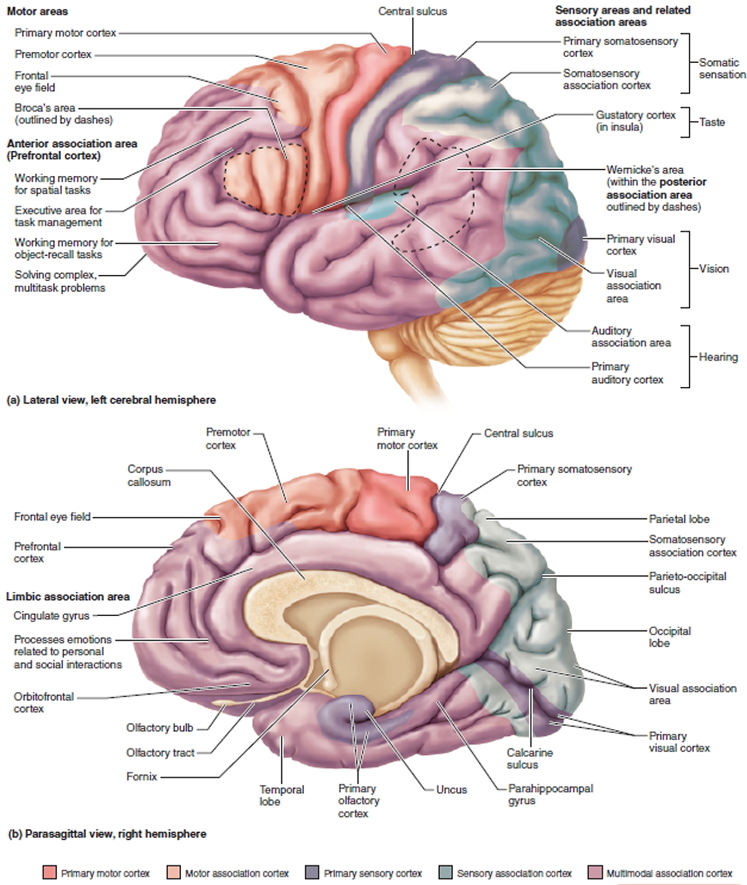 functional areas of the cerebral cortex