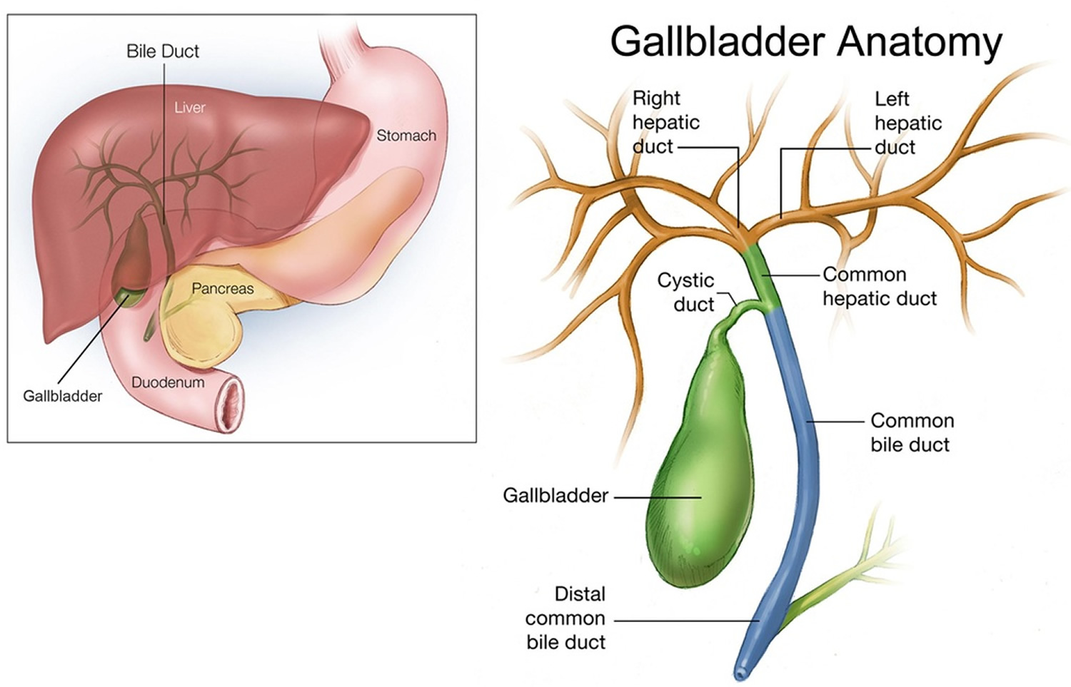 Gallbladder - Location and Function of Gallbladder