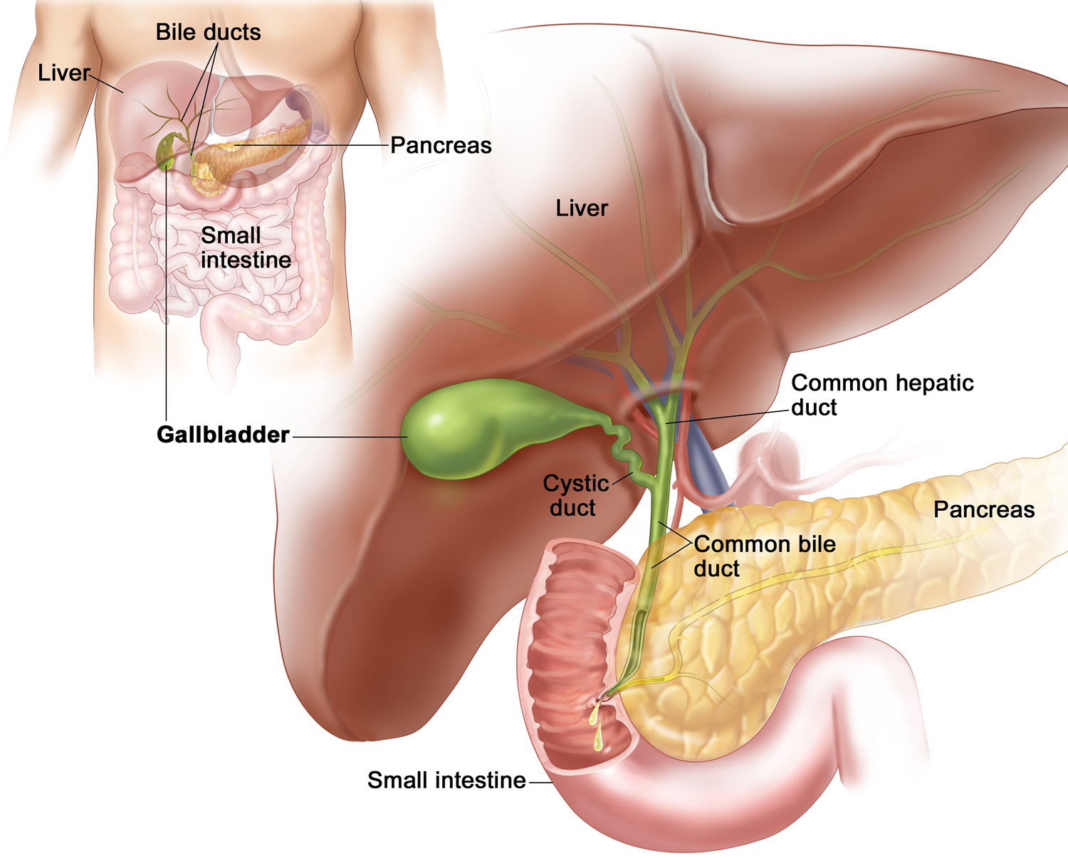 gallbladder location