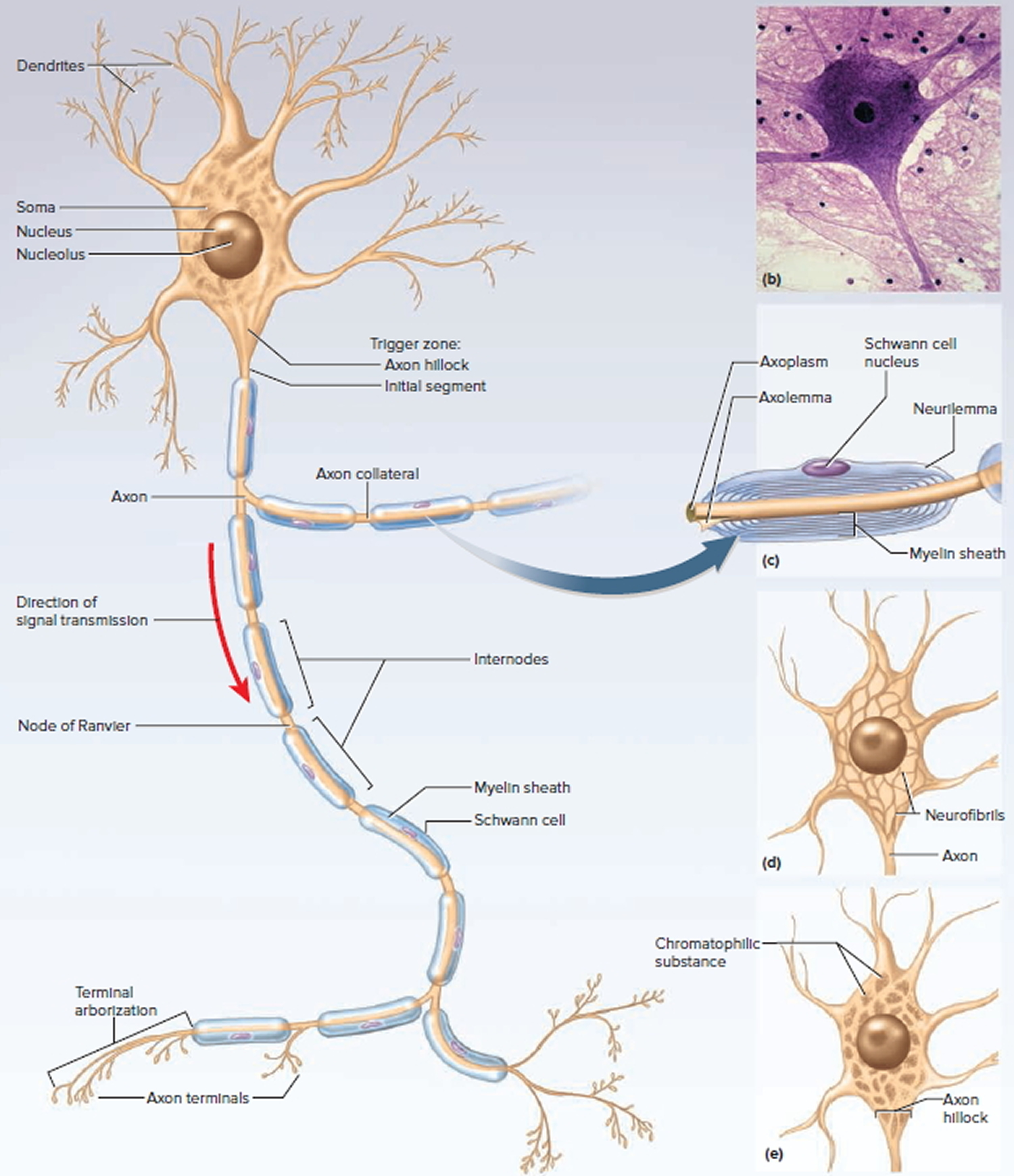 download structure of neuron