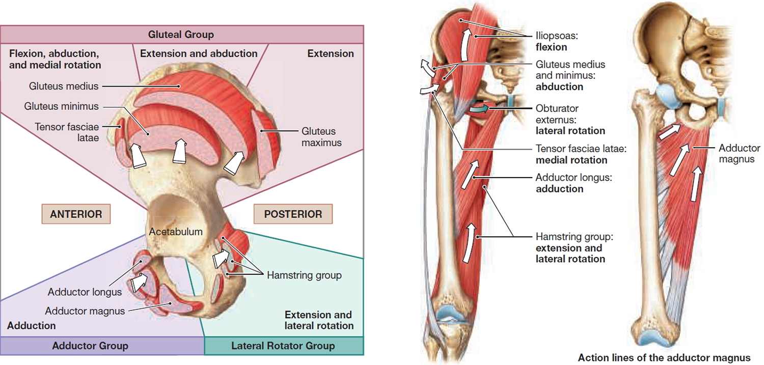 groin - hip muscles