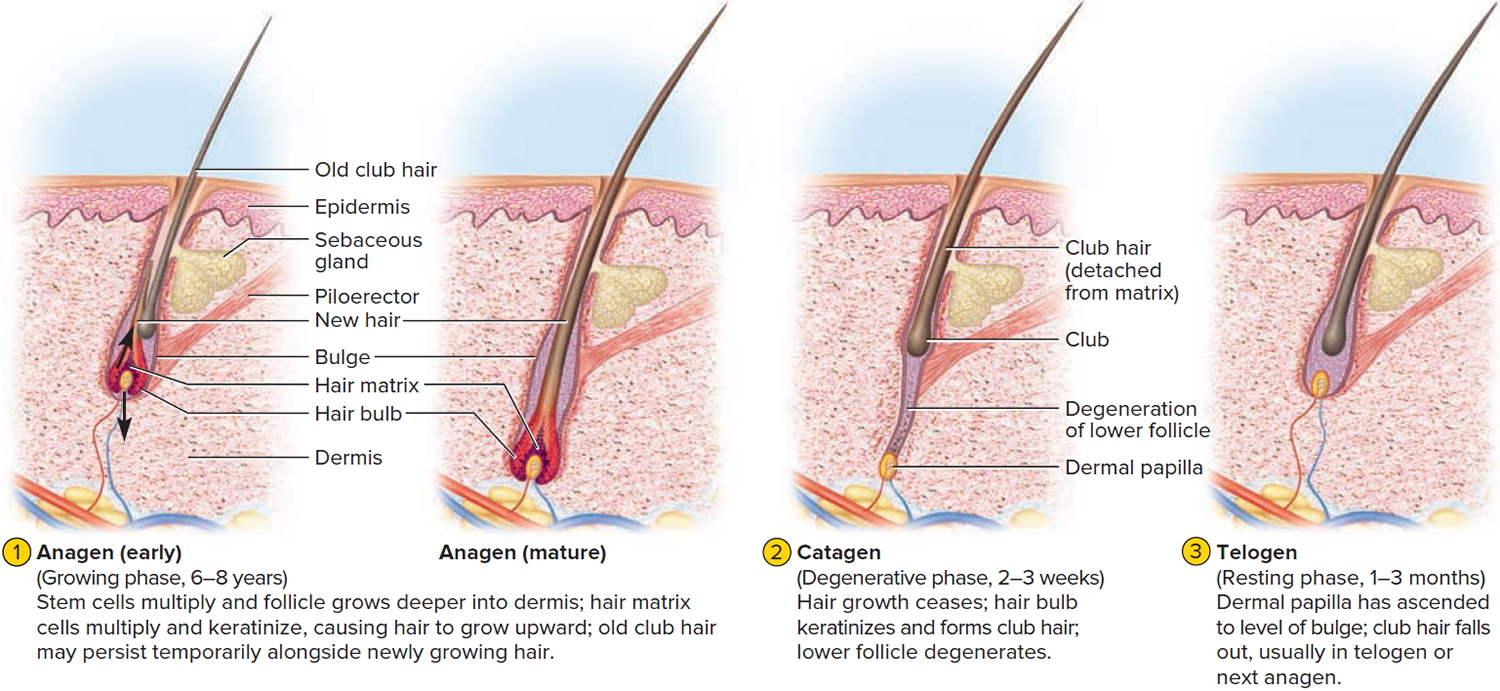 Human Hair Anatomy for hair shaft and folliciles with Diagrams