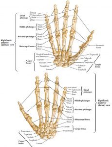 Human Skeleton - Skeletal System Function, Human Bones