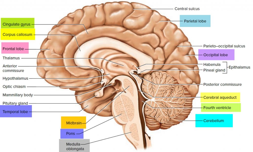 Human Brain Anatomy and Function - Cerebrum, Brainstem