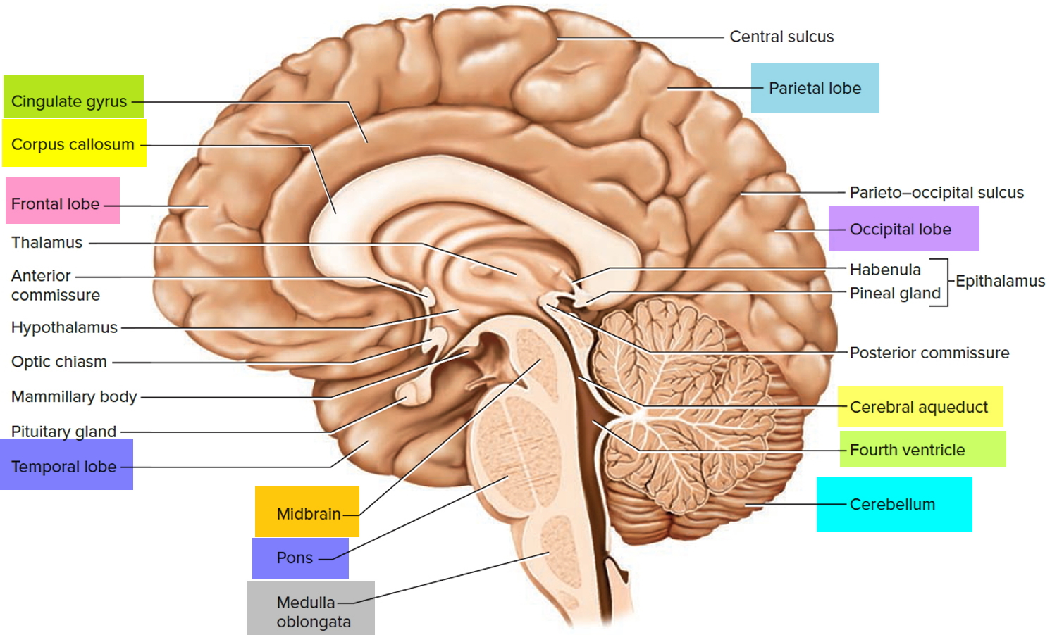 cerebrum cerebellum brain stem function