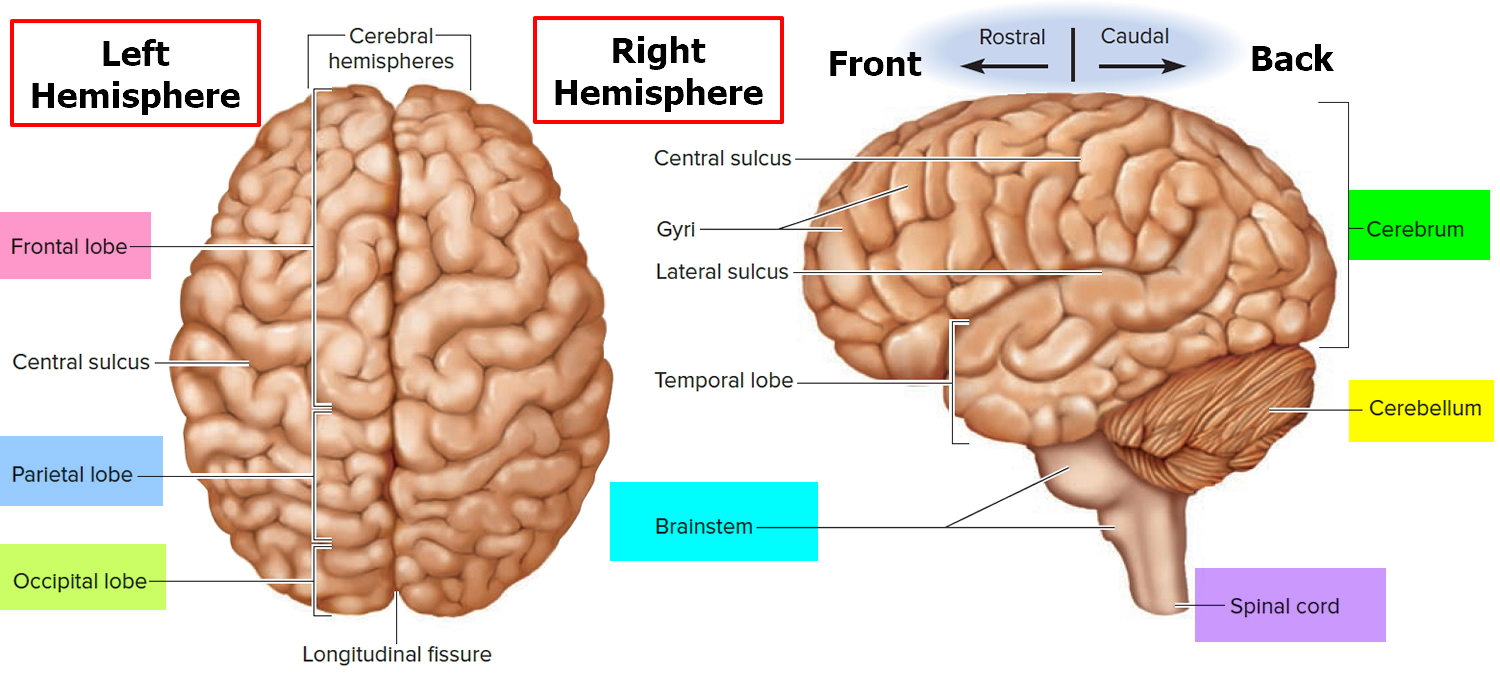 What Is Brain Stem And Its Function