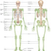 human skeleton