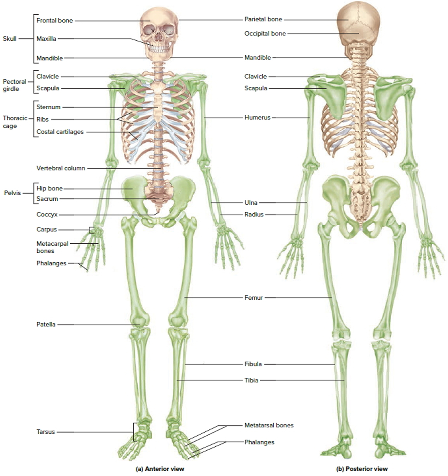 human skeletal system drawing