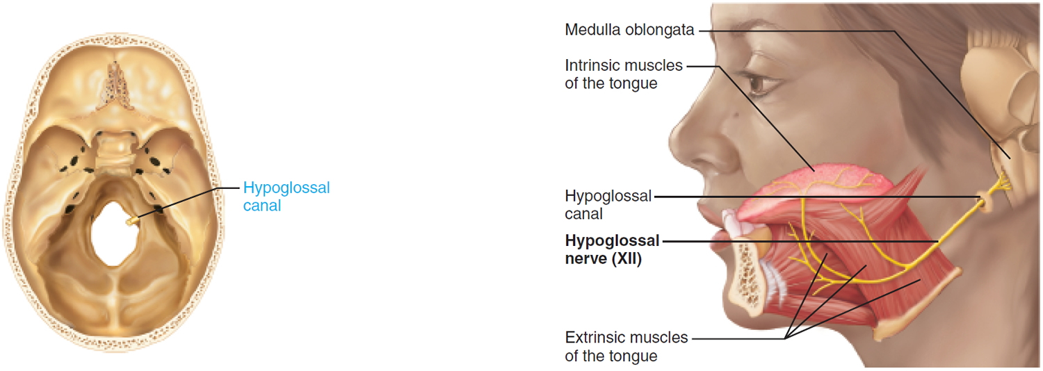 hypoglossal nerve - cranial nerve 12