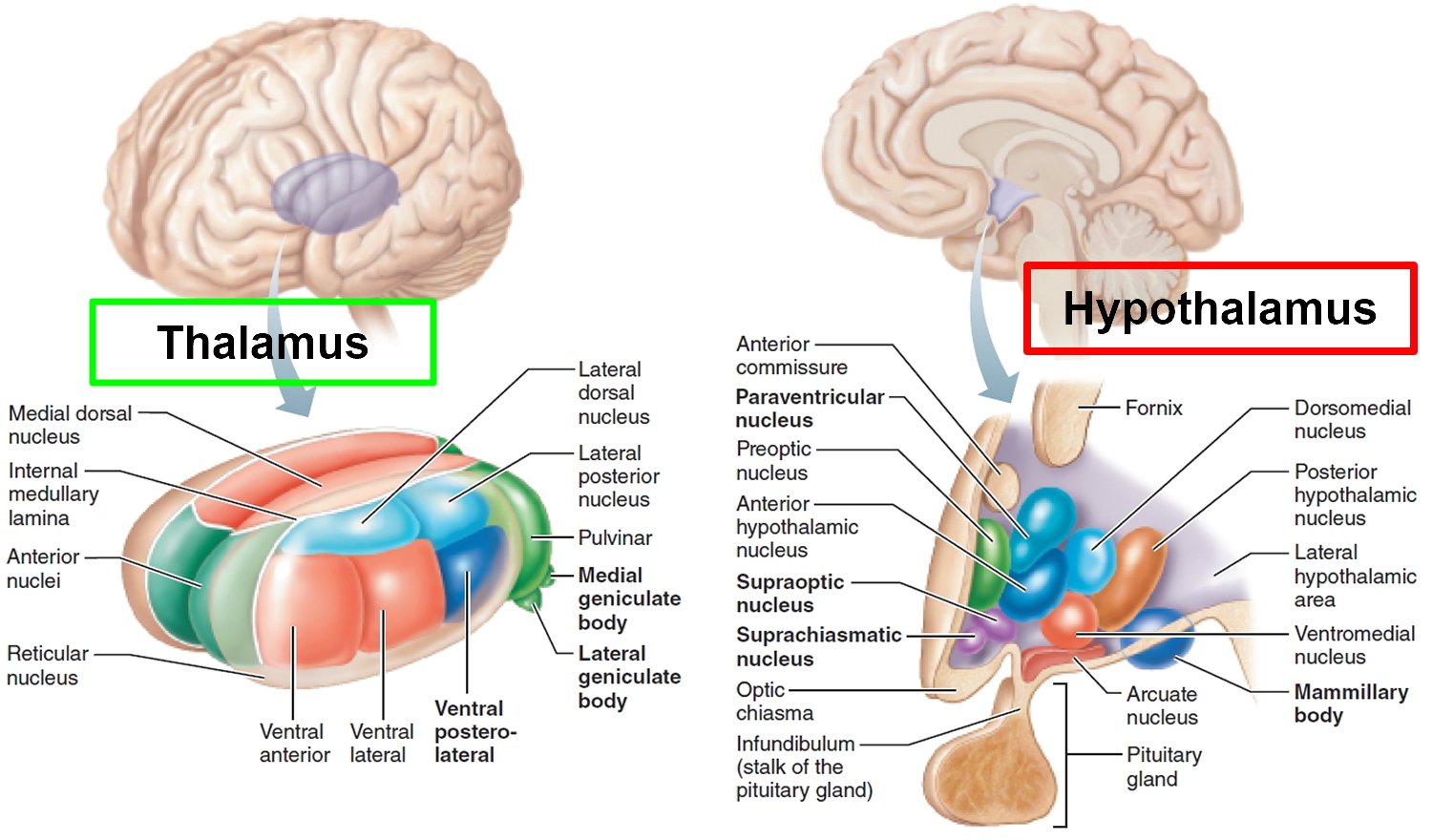 hypothalamus and thalamus of the brain