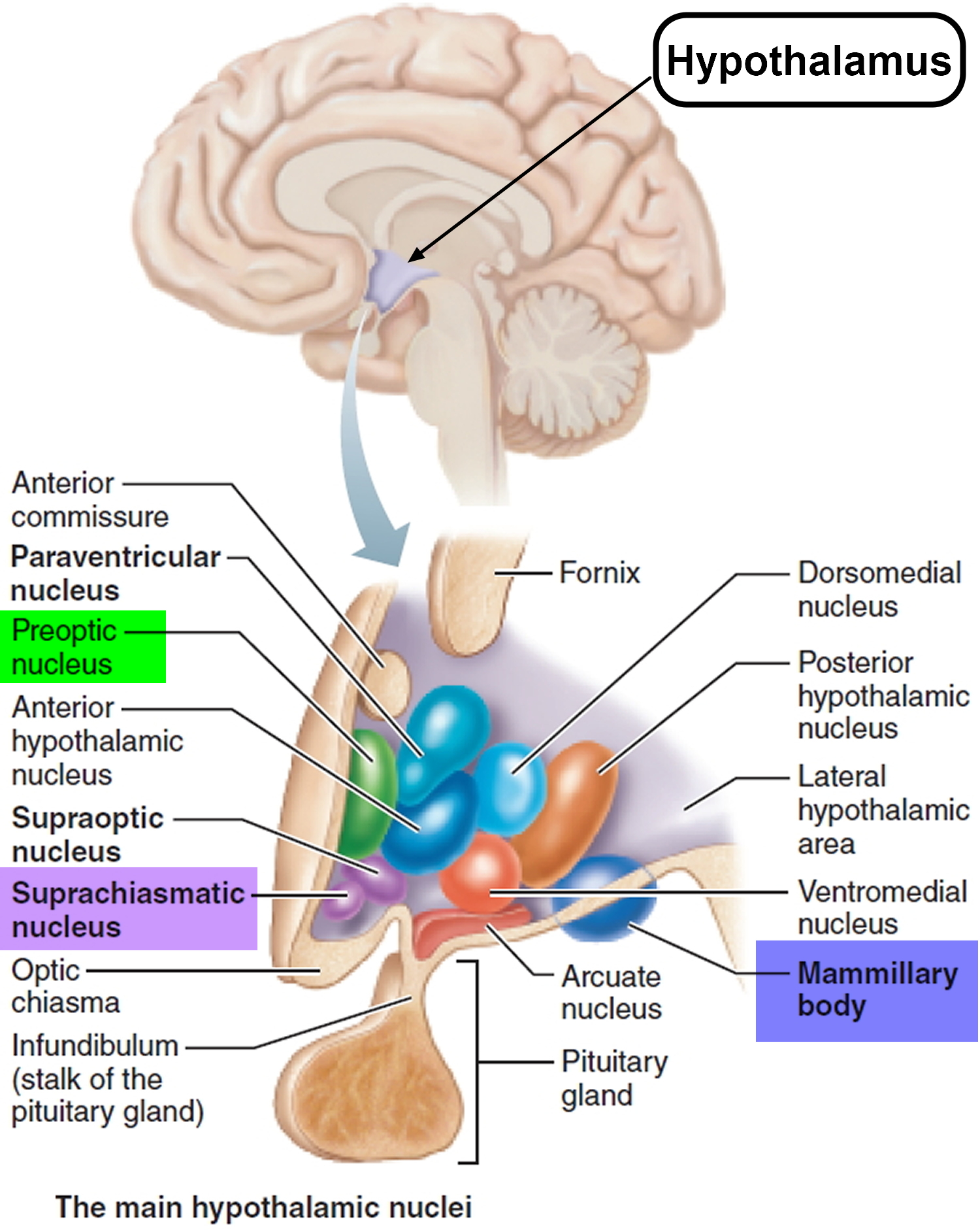 Гипоталамус. Hypothalamus анатомия. Латеральный гипоталамус центр. Подбугорье гипоталамус. Гипоталамус строение.