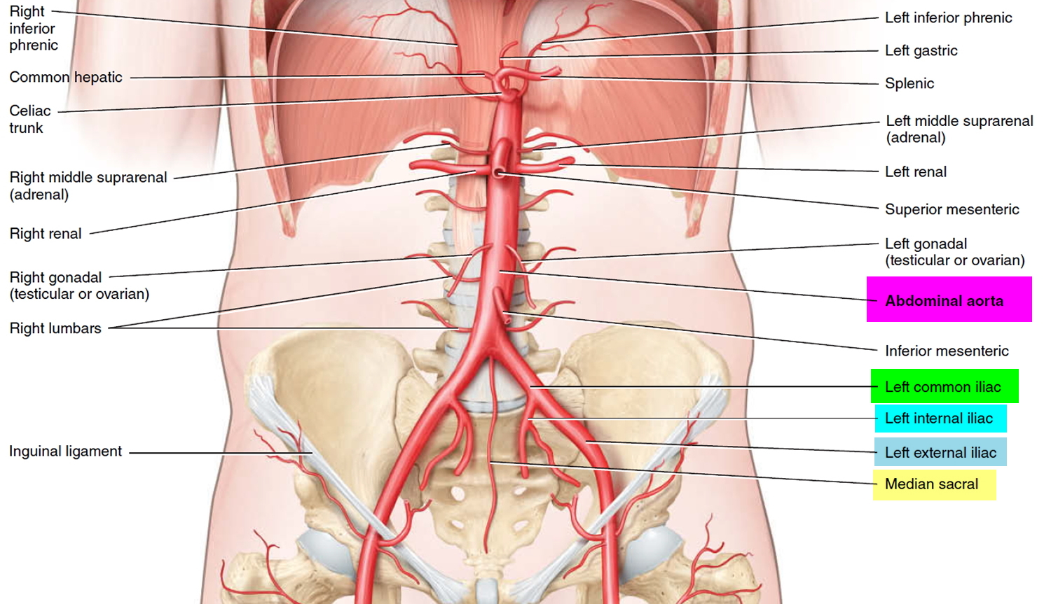 Iliac Artery - Common iliac artery, Internal & External iliac artery