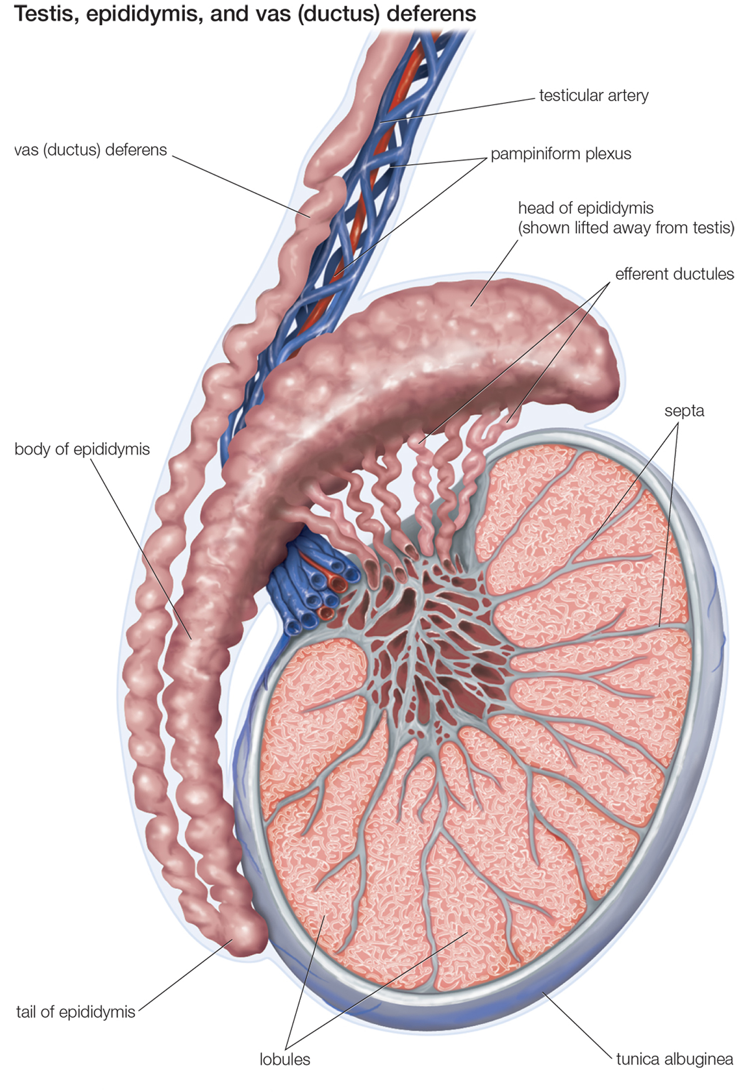 Human Testicles Anatomy Inside Structure Function And Location