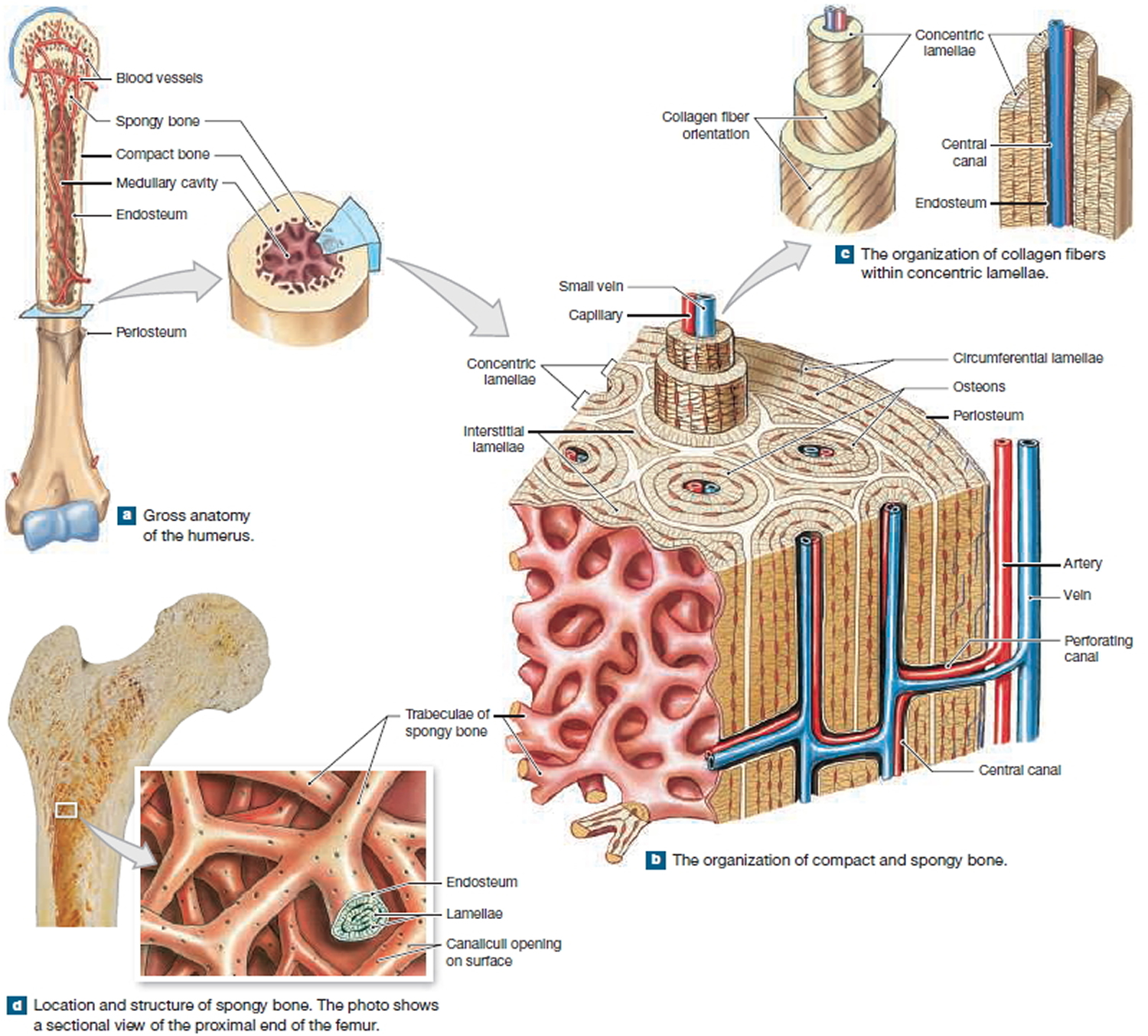 flat bones consist of spongy bone sandwiched between compact bone. is this statement true or false?