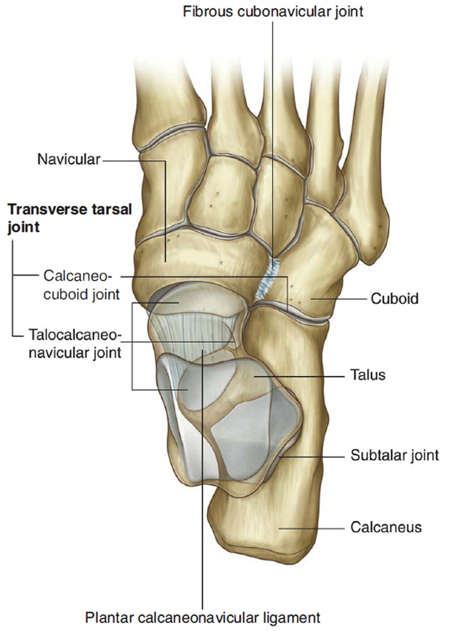 Pronation and Supination – Root2Being