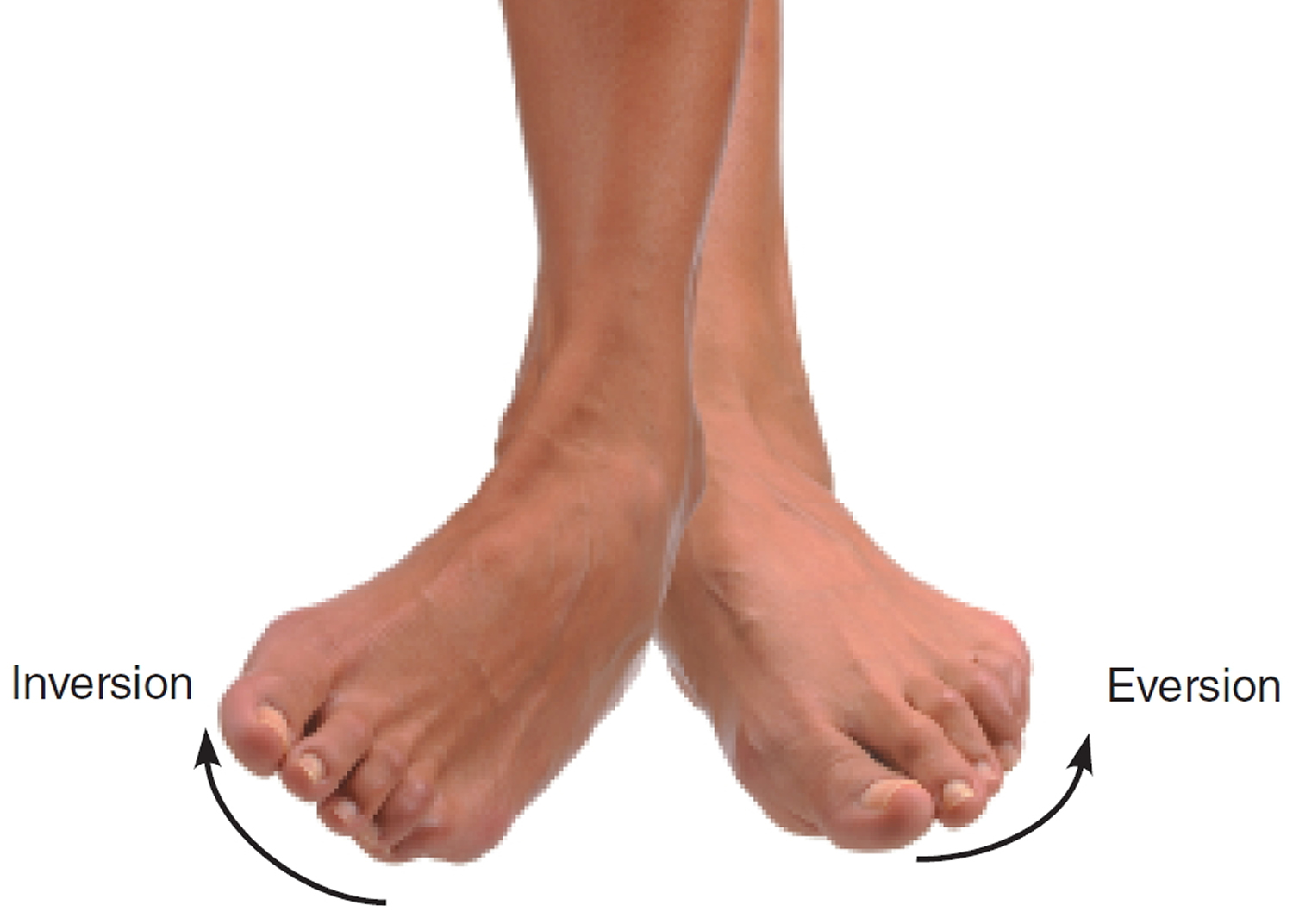 Pronation and Supination of the Forearm. Pronation and Supination of Foot