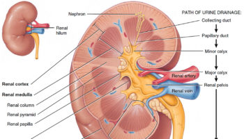 kidney anatomy