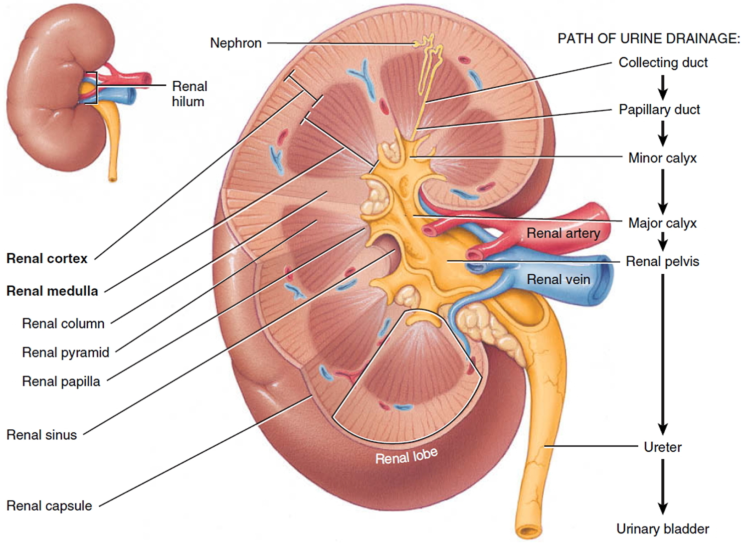Kidney Location Function Disease Transplant Kidney Problems