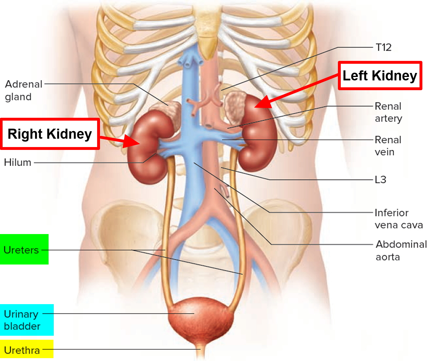 Where is the Kidney located