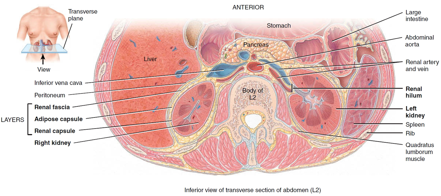 Kidney - Location, Function, Disease, Transplant & Kidney Problems