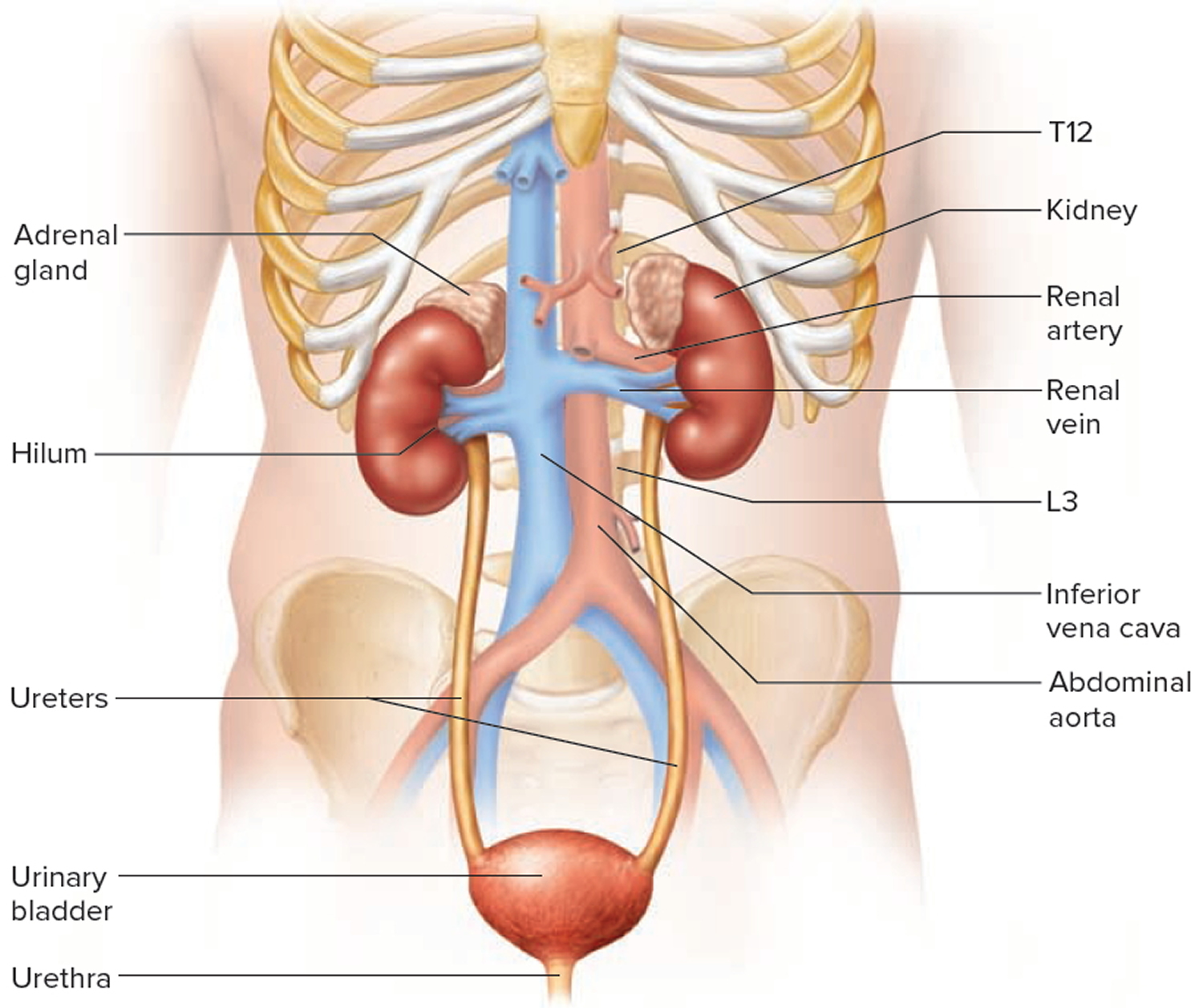 kidney location