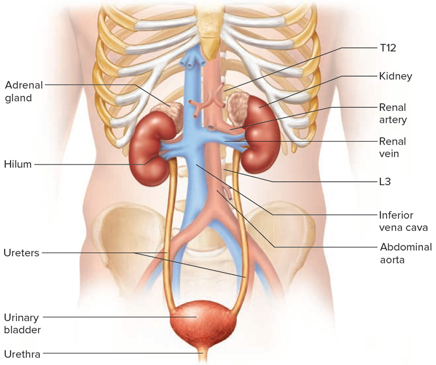 Kidney Location 