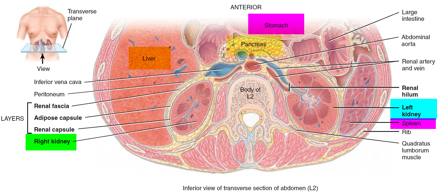 Kidney Pain - Kidney Pain Location - Causes, Symptoms, Treatment