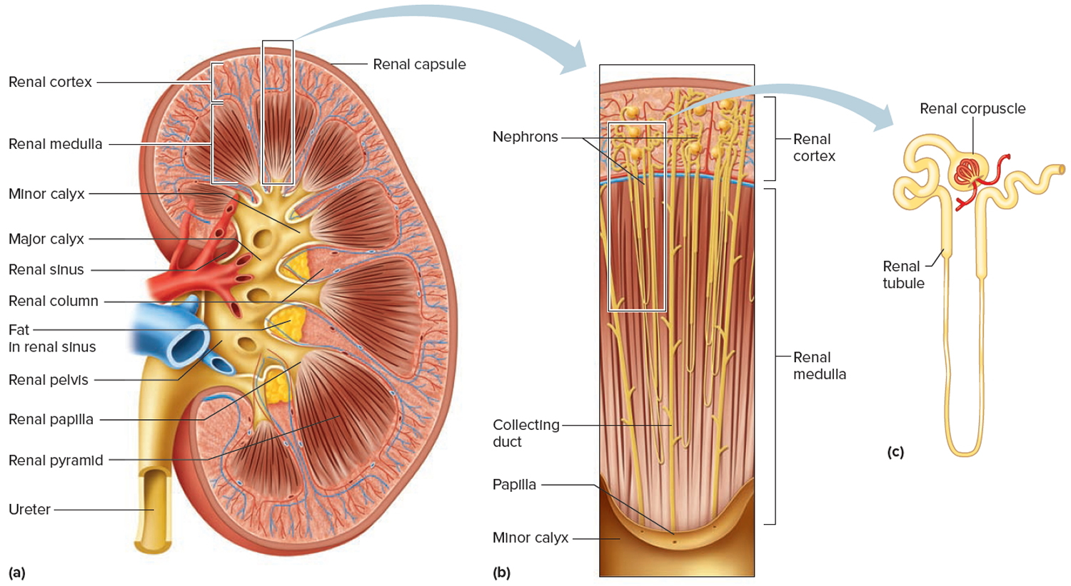 kidney structure