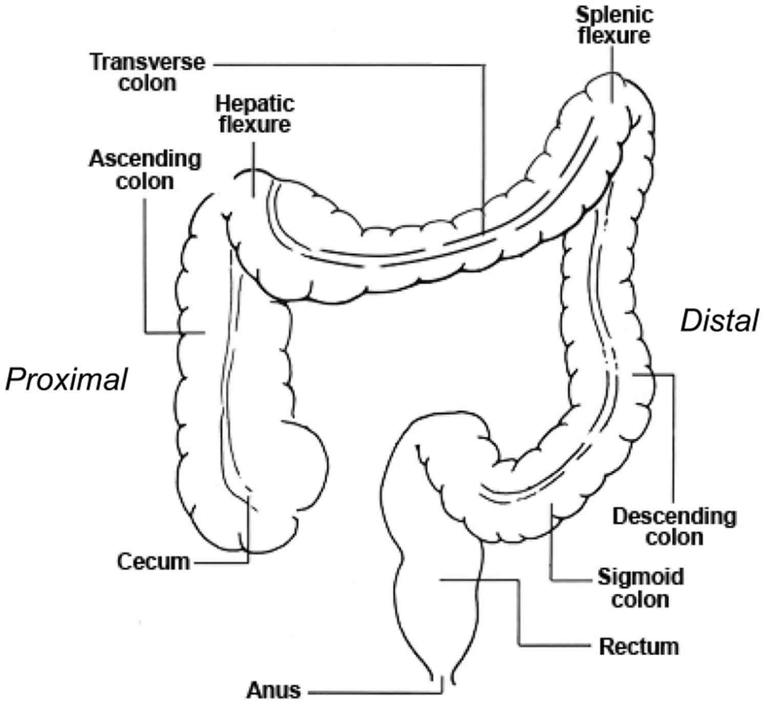 large intestine location