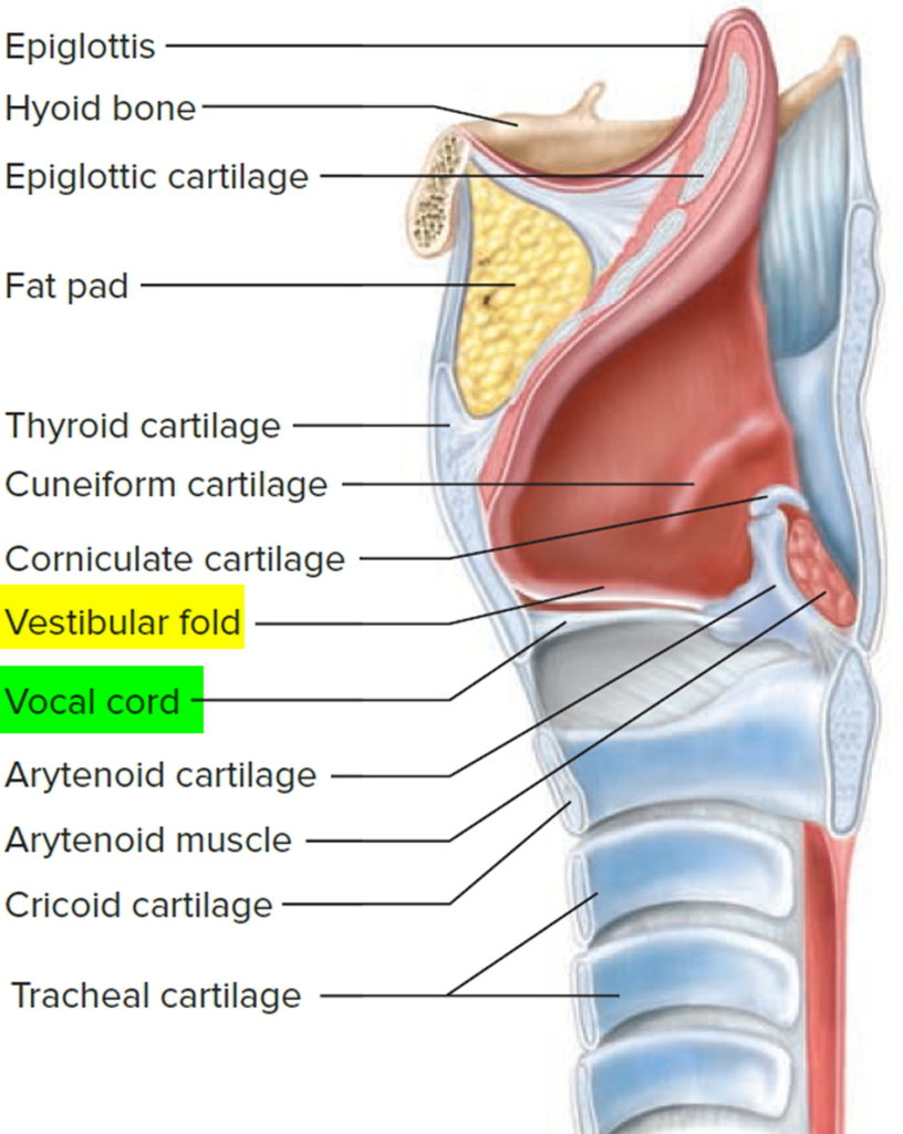 pharynx-anatomy-function-in-respiratory-system