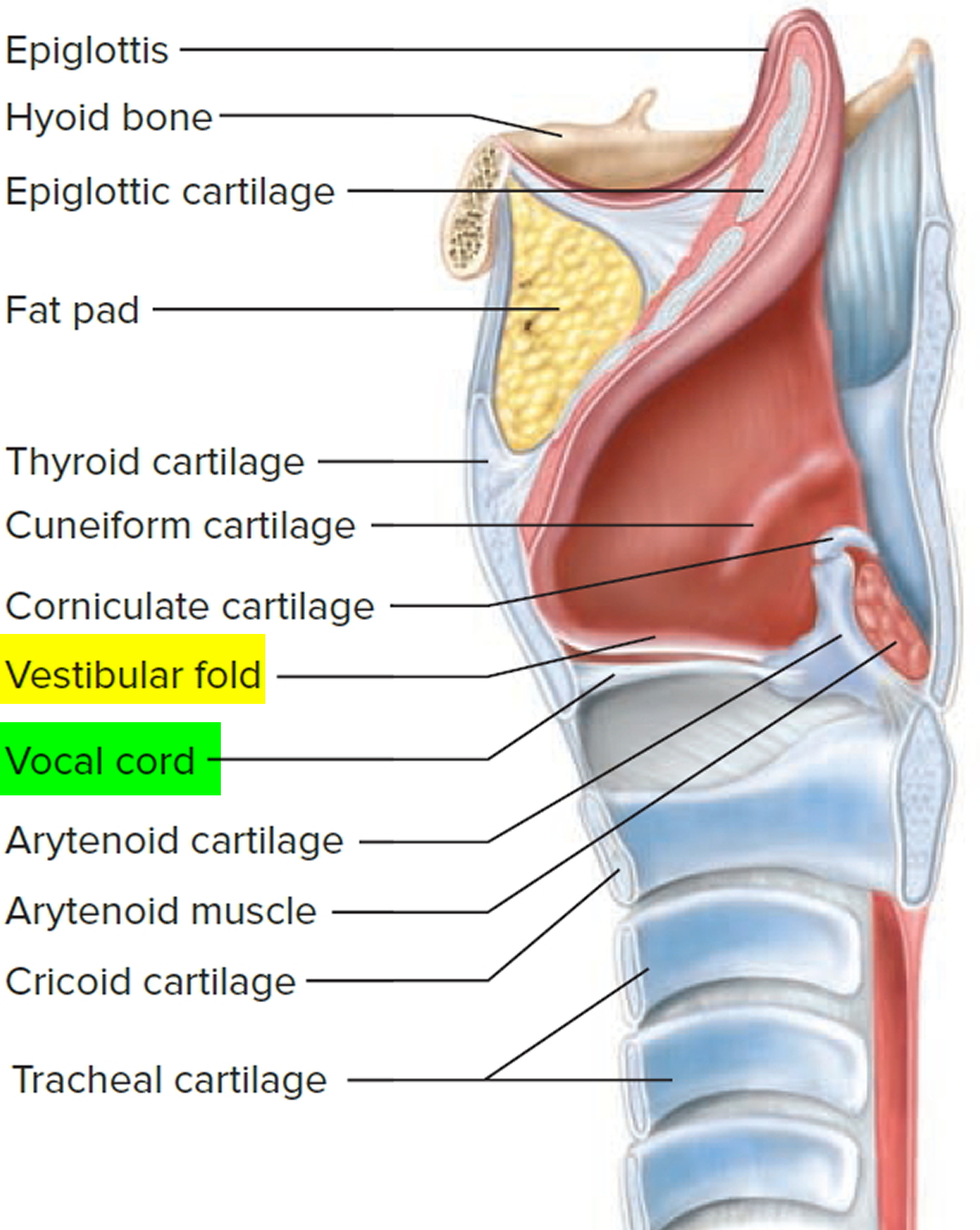 respiratory system vocal cords