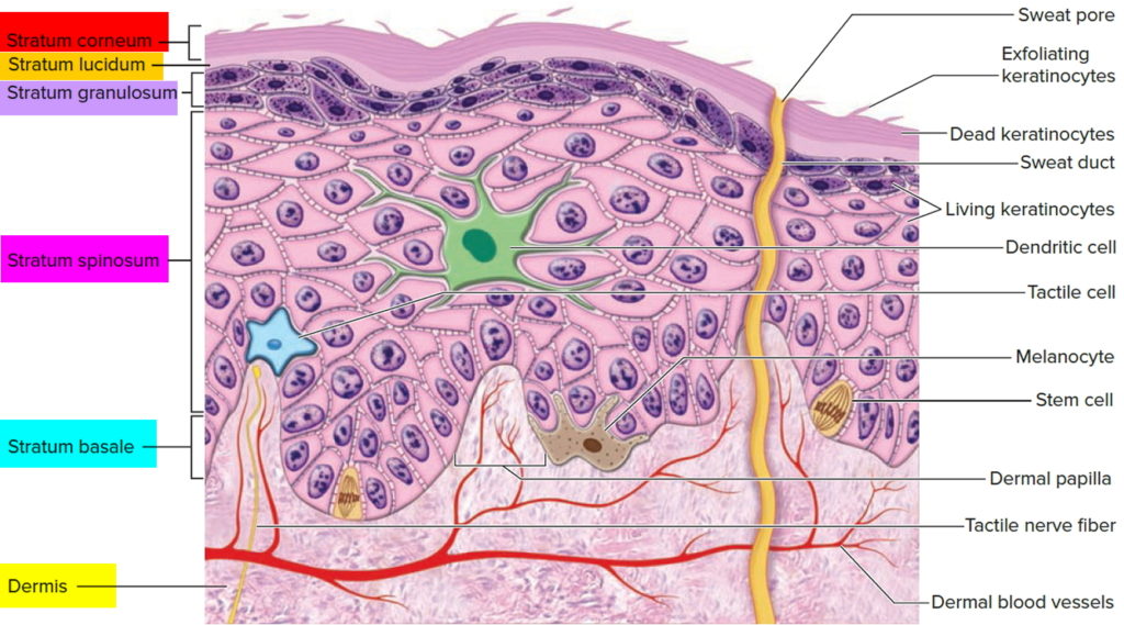 Epidermis - 5 Layers of Epidermis, Outermost Layer & Function